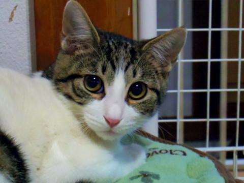 東京都 びびりなイケメンくん 猫の里親募集 ネコジルシ