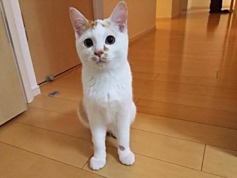 愛知県 性格 なつこい白茶 猫の里親募集 ネコジルシ