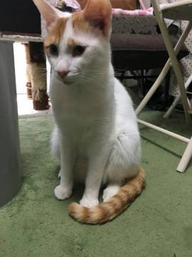 福岡県 オッドアイ しっぽだけシマシマの茶白ねこ 猫の里親募集 ネコジルシ