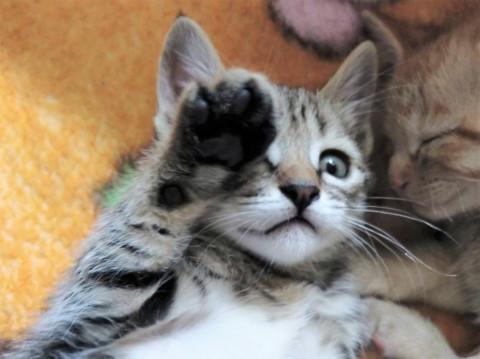 猫]長野県の里親募集 可愛いキジトラ生後50日（性格おすまし）