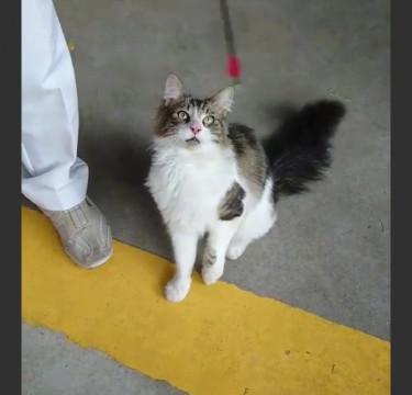 兵庫県 助けて 至急 メインクーンのポテトくん 猫の里親募集 ネコジルシ