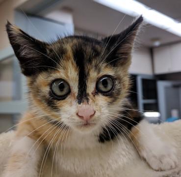 埼玉県 3カ月のこねこ わさびちゃん 猫の里親募集 ネコジルシ