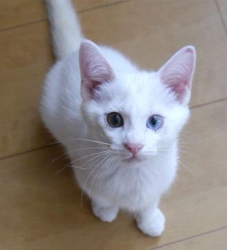 静岡県 オッドアイの目をした活発な白猫 猫の里親募集 ネコジルシ