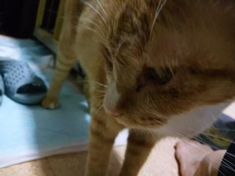 富山県 男の子みたいな女の子 猫の里親募集 ネコジルシ