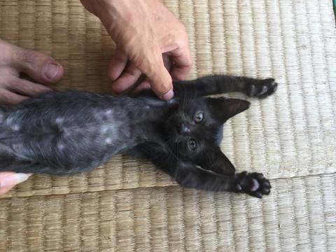 沖縄県 幸運猫 黒猫の赤ちゃんです 猫の里親募集 ネコジルシ