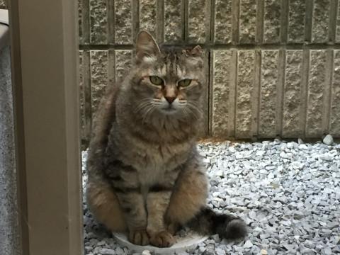 埼玉県 大人しい大人猫 丸顔のキジトラ 猫の里親募集 ネコジルシ