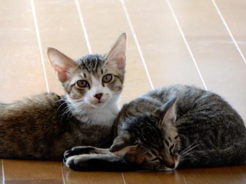 鹿児島県 可愛いこねこたちです 猫の里親募集 ネコジルシ