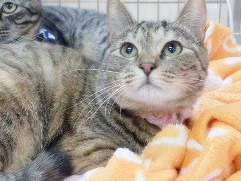 北海道 超美少女 元気 甘えん坊 猫大好き マオ 猫の里親募集 ネコジルシ