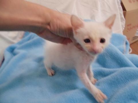 岡山県 動画あり人懐こい白猫 奇形あり 猫の里親募集 ネコジルシ