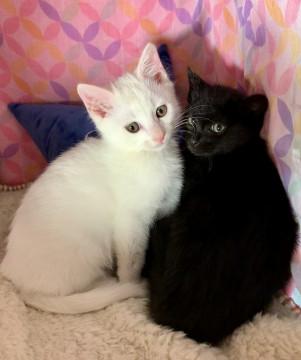 猫]埼玉県の里親募集 2ヶ月すぎ黒猫と白猫オス兄弟