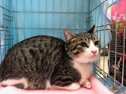 愛知県 市営住宅の敷地内で産まれた子 キジ白 猫の里親募集 ネコジルシ