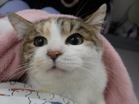 東京都 事故で後脚指を欠損した可哀想な三毛ちゃん 猫の里親募集 ネコジルシ