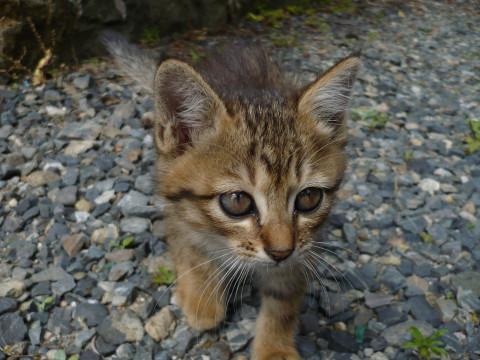 岡山県 姉妹 キジトラ グレージュ 猫の里親募集 ネコジルシ