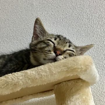 埼玉県 にっこり この寝顔がずっとみられます 猫の里親募集 ネコジルシ