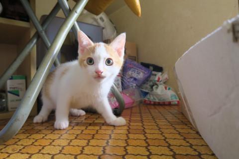 福島県 子猫里親募集 アビシニアン系雑種 猫の里親募集 ネコジルシ