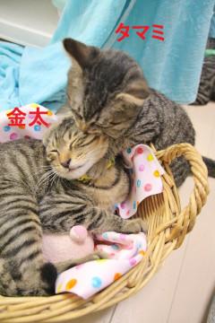 東京都 うざいくらいの甘えん坊 笑 膝乗り男子 猫の里親募集 ネコジルシ