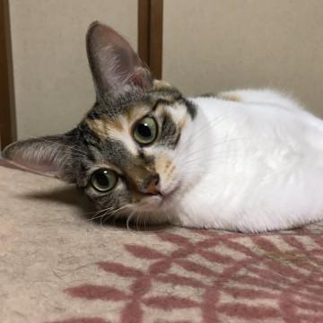 千葉県 ちょっとビビリな美猫 つきみちゃん 猫の里親募集 ネコジルシ