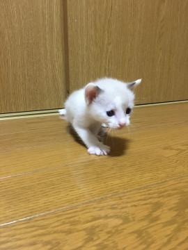 愛知県 ミルクティーベージュの子猫ちゃん 猫の里親募集 ネコジルシ