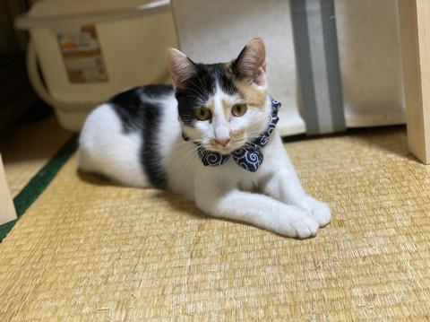 千葉県 旧４月生まれの子猫 三毛猫姉妹 らら 猫の里親募集 ネコジルシ