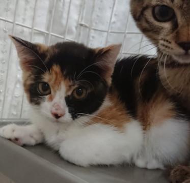 東京都 お姫様タイプのかわいい三毛 4ヶ月 猫の里親募集 ネコジルシ