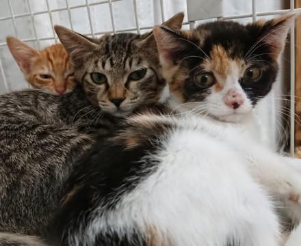 東京都 お姫様タイプのかわいい三毛 4ヶ月 猫の里親募集 ネコジルシ