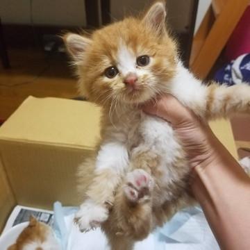 福岡県 ノルウェージャンフォレストキャット ぽい 猫の里親募集 ネコジルシ