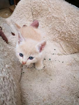 鳥取県 可愛い子猫 猫の里親募集 ネコジルシ