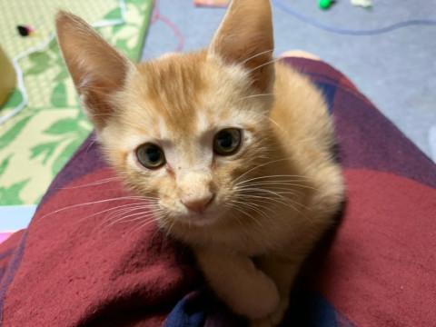 岐阜県 甘えん坊のポテくん 猫の里親募集 ネコジルシ