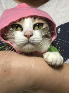 愛知県 甘え方を知らない猫ちゃんですが 猫の里親募集 ネコジルシ