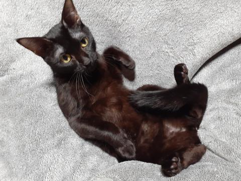 佐賀県 甘ったれな黒猫女の子 猫の里親募集 ネコジルシ