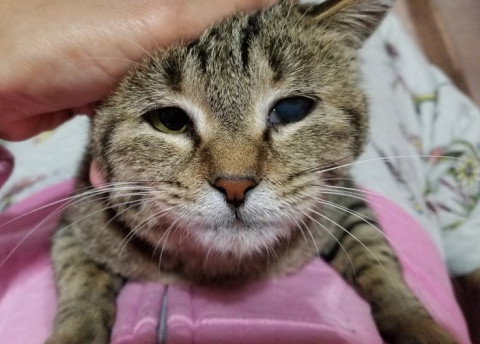 千葉県 おひざ大好きなおとな女子 諏訪さわ子 猫の里親募集 ネコジルシ