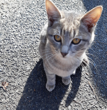 岡山県 きれいなグレーのサバトラちゃん 猫の里親募集 ネコジルシ