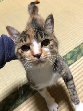 兵庫県姫路市 抱っこもおやつも大好き 甘えん坊のハク 猫の里親募集 ネコジルシ