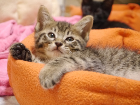 愛知県 きじ模様の人なつこい子猫 猫の里親募集 ネコジルシ