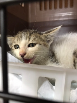 兵庫県姫路市 ちょっぴりコワがり子猫ちゃん 猫の里親募集 ネコジルシ