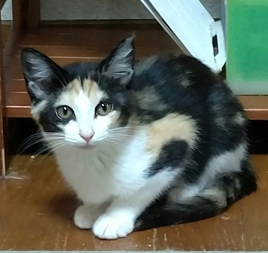 兵庫県 綺麗な富士額模様の美人三毛子猫 3ヶ月 猫の里親募集 ネコジルシ