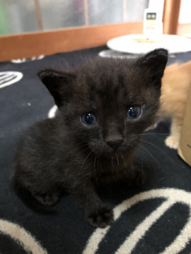 猫]佐賀県の里親募集 可愛い黒猫の子猫ちゃん