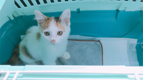 兵庫県神戸市兵庫区 困り顔が可愛い 猫の里親募集 ネコジルシ