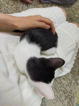 大阪府羽曳野市 猫と仲良く出来ます 鼻がピンクの女の子 猫の里親募集 ネコジルシ