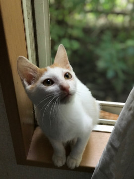 千葉県山武市 性格はなまる飼いやすい茶白猫 猫の里親募集 ネコジルシ