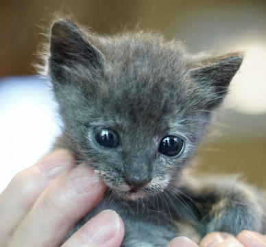 岡山県 天使 1 5ヶ月ロシアンブルー風 猫の里親募集 ネコジルシ