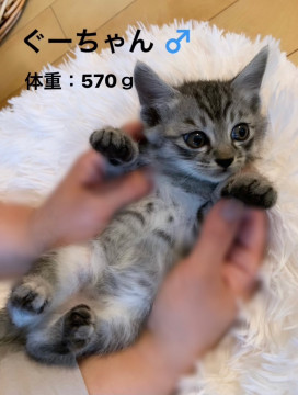 猫]神奈川県の里親募集 キジトラ５兄弟ぐーちゃん♂570g