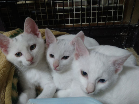 岡山県 生後3ヶ月くらいの白猫ちゃん 猫の里親募集 ネコジルシ