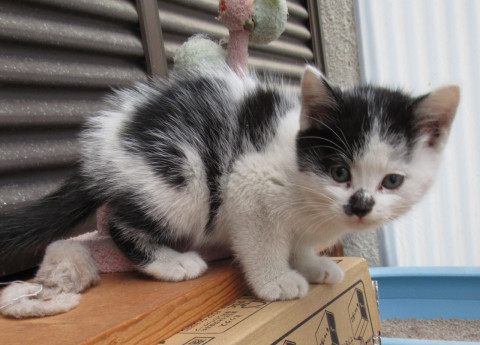 愛媛県 かわいい子猫の里親になって下さい 猫の里親募集 ネコジルシ