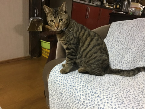 広島県呉市 やんちゃで寂しがり屋の元気な子です 猫の里親募集 ネコジルシ