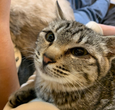 大阪府 元気で懐こい ちくわちゃん 猫の里親募集 ネコジルシ