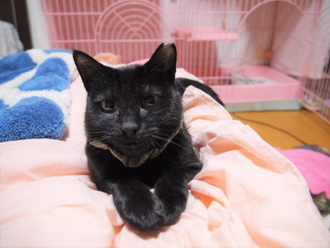 愛知県 小柄な黒猫女の子2才 猫の里親募集 ネコジルシ