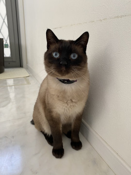 猫]三重県の里親募集 ブルーの綺麗な瞳❣人が大好きな猫さん！