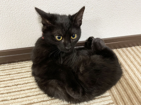 猫]鹿児島県の里親募集 ４ヶ月メス 甘えん坊でキュートな黒猫