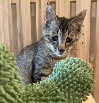 猫]東京都の里親募集 可愛いお目め❤️めめちゃん